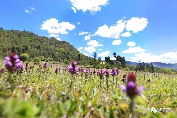 逃出猫头鹰岛